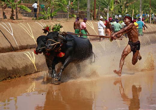 Kambala